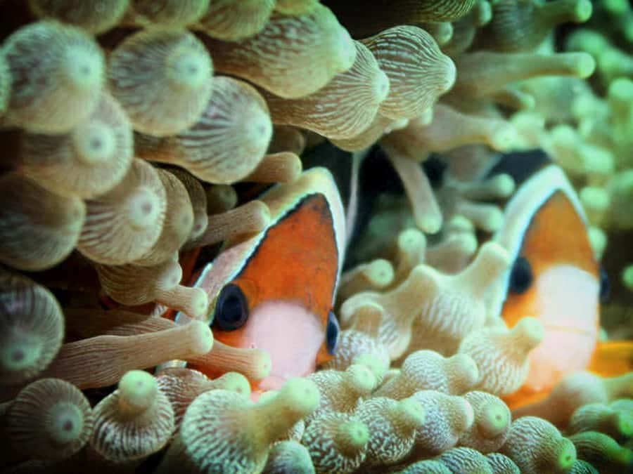 Cairns: 2-Day Great Barrier Reef Dive and Snorkel Boat Trip - The overnight stay and the night scuba option