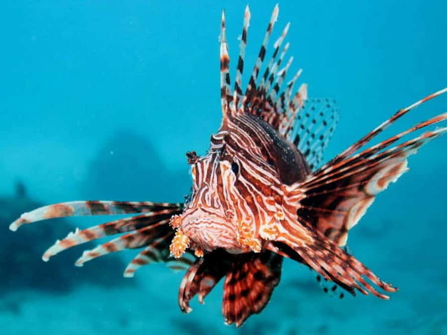 Cairns: 2-Day Great Barrier Reef Dive and Snorkel Boat Trip - The crew, safety, and the small-group atmosphere
