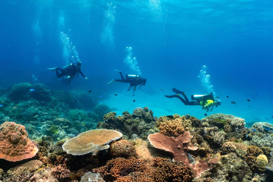 Cairns: 4-Day PADI Open Water Course - Medical rules and physical demands