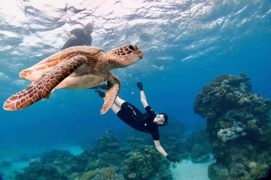 Cairns: All-Inclusive Great Barrier Reef Half-Day Snorkeling - Two hours among coral, fish, and turtles
