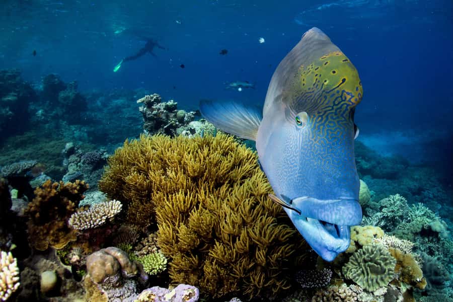Cairns: All-Inclusive Great Barrier Reef Half-Day Snorkeling - Safety, suits, and the practical details in the water