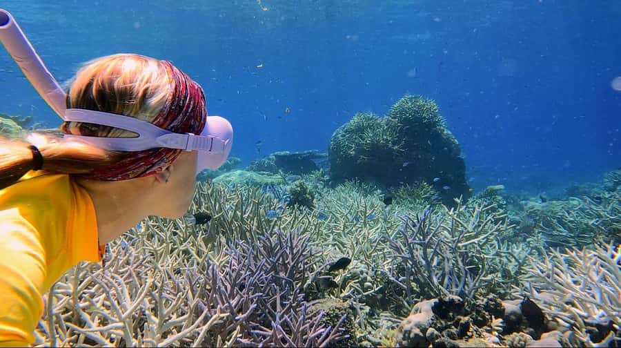 Cairns: All-Inclusive Great Barrier Reef Half-Day Snorkeling - Snacks and the return to Cairns