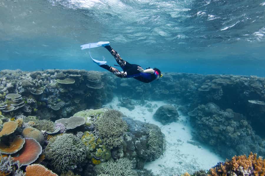 Cairns: All-Inclusive Great Barrier Reef Half-Day Snorkeling - Is $140 good value?