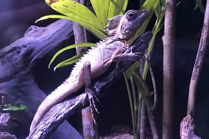 Cairns Aquarium Admission Ticket - Mangroves, coral, and the Great Barrier Reef