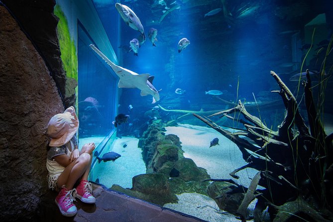 Cairns Aquarium Admission Ticket - The oceanarium tunnel and deep reef tank