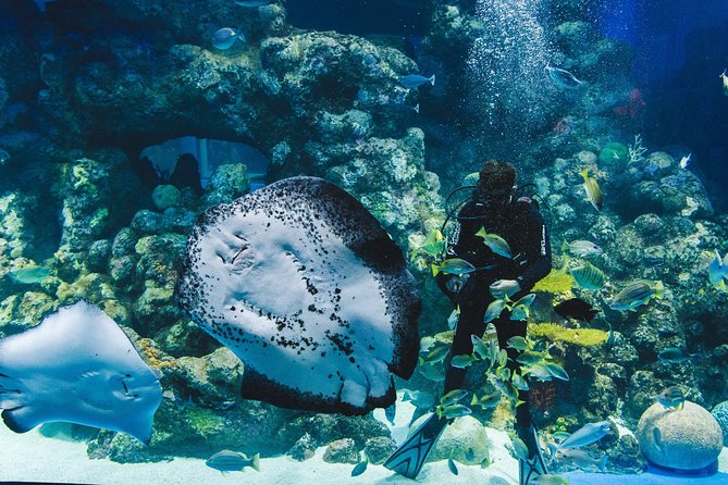 Cairns Aquarium Admission Ticket - Talks, feeding shows, and the marine touch tank