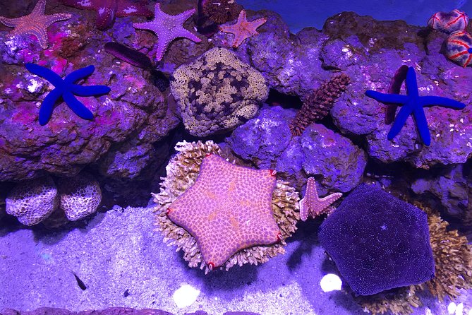Cairns Aquarium Admission Ticket - How long you need inside
