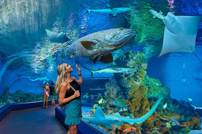 Cairns Aquarium Admission Ticket - The freshwater and rainforest displays