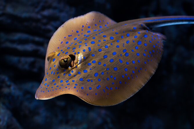 Cairns Aquarium by Twilight Tour - A two-hour walk through Queensland habitats