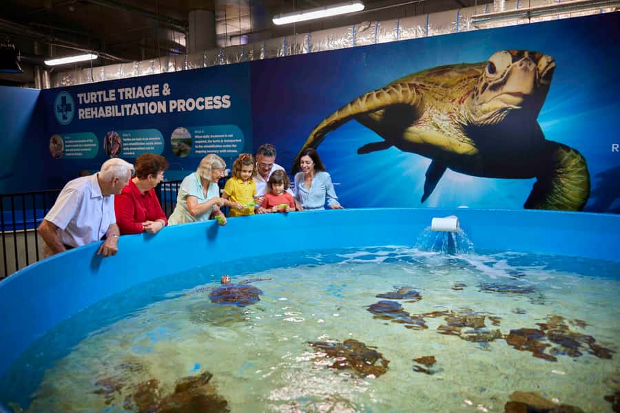 Cairns: Aquarium Entry Ticket and Turtle Rehabilitation Tour - Why the turtle hospital changes the aquarium visit