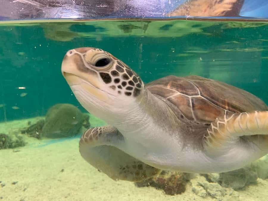 Cairns: Aquarium Entry Ticket and Turtle Rehabilitation Tour - Walk the mangrove boardwalk and see freshwater habitats