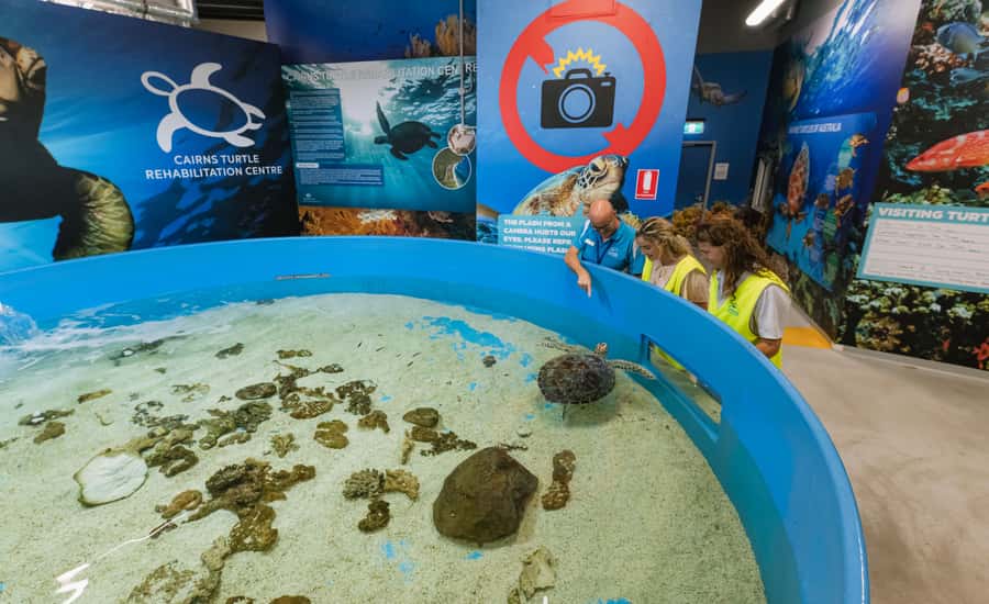 Cairns: Aquarium Entry Ticket and Turtle Rehabilitation Tour - The 10-meter reef tank gives the aquarium its scale