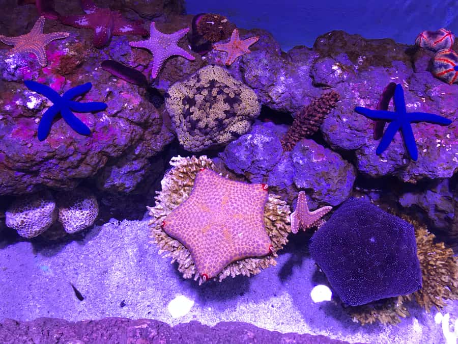 Cairns Aquarium General Admission Ticket - Key points to know before you go