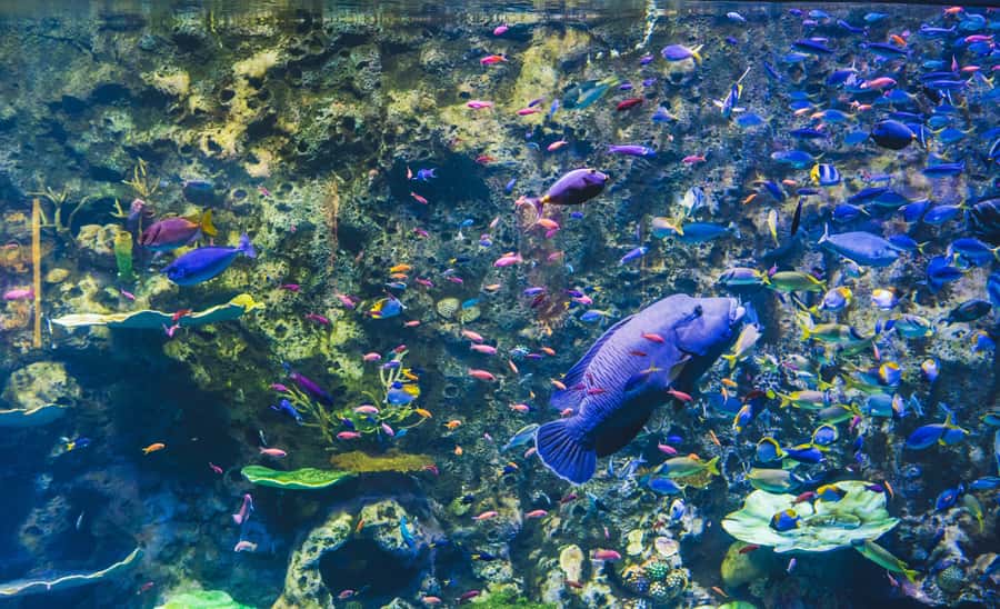 Cairns Aquarium General Admission Ticket - Who will enjoy Cairns Aquarium most?