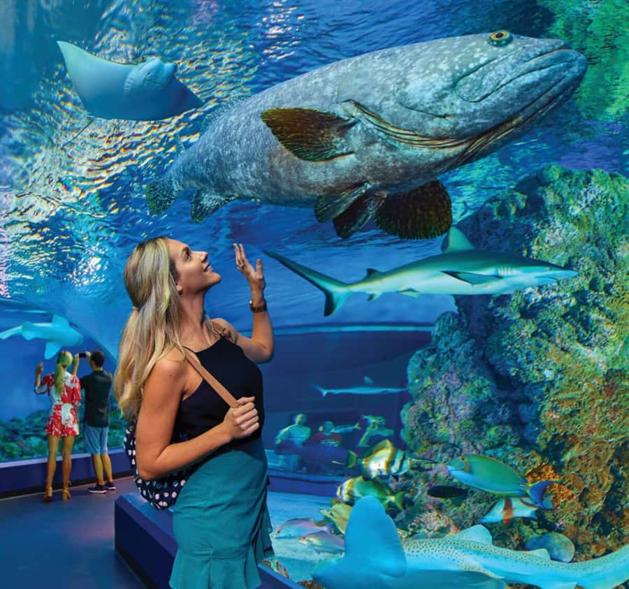 Cairns Aquarium General Admission Ticket - The 10-metre reef tank and Ribbon Reef life