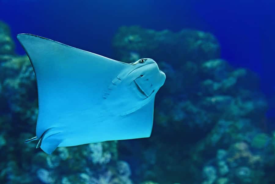 Cairns Aquarium General Admission Ticket - Sharks, rays, and the 20-metre Oceanarium