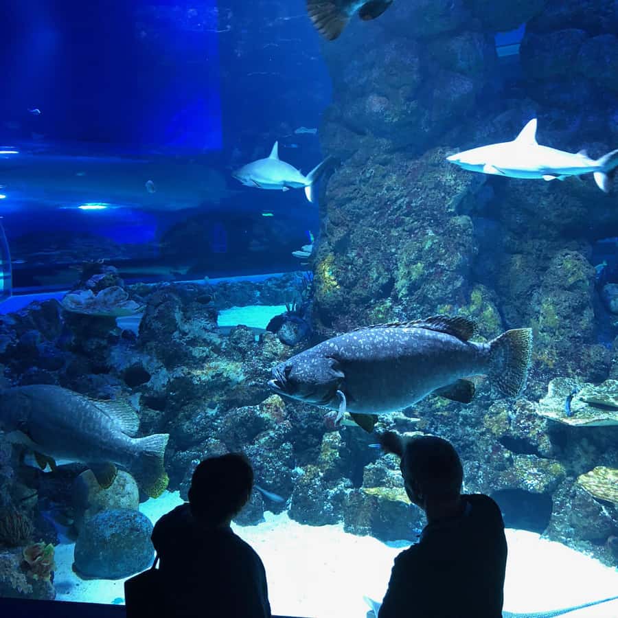 Cairns Aquarium General Admission Ticket - The included talks are worth planning around
