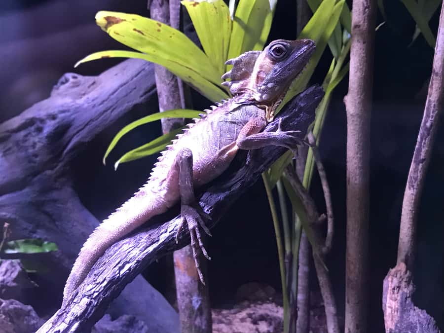 Cairns Aquarium General Admission Ticket - How long to allow, and how to avoid feeling rushed