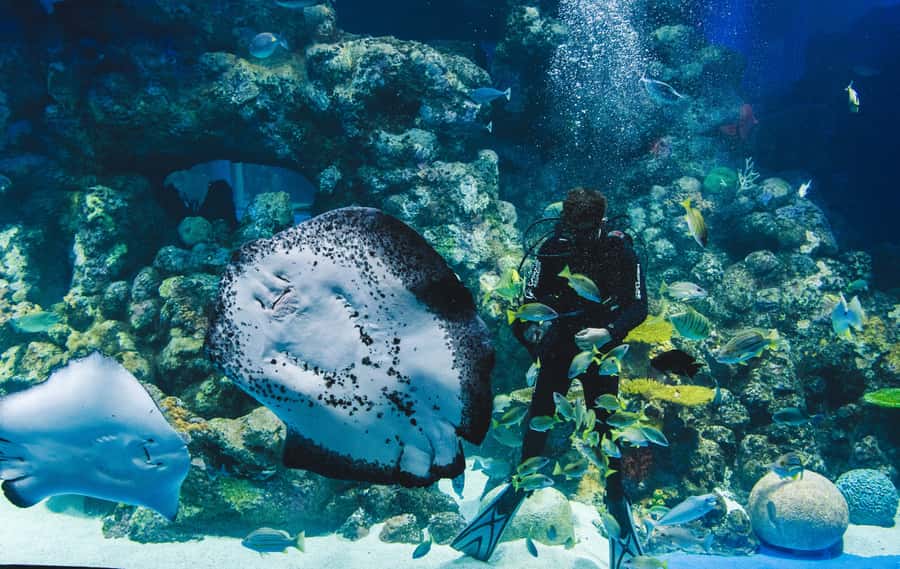 Cairns Aquarium General Admission Ticket - From ancient rainforest water to the Coral Sea