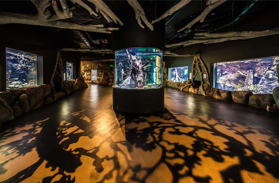Cairns: Aquarium Guided Twilight Tour with 3-Course Dinner - Key points to know before booking
