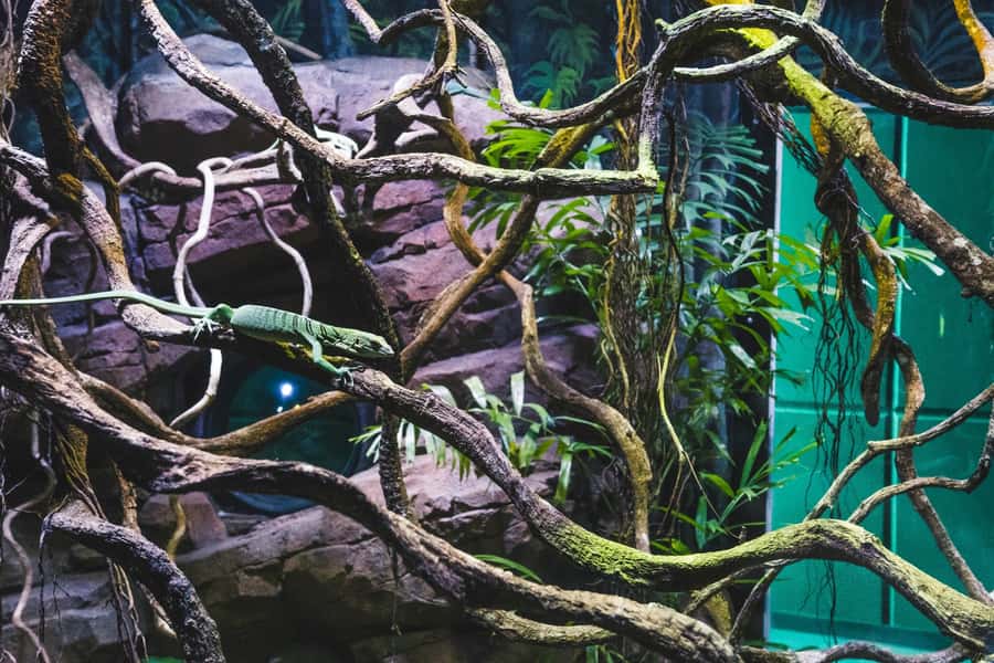 Cairns: Aquarium Guided Twilight Tour with 3-Course Dinner - Why Cairns Aquarium is more interesting after sunset