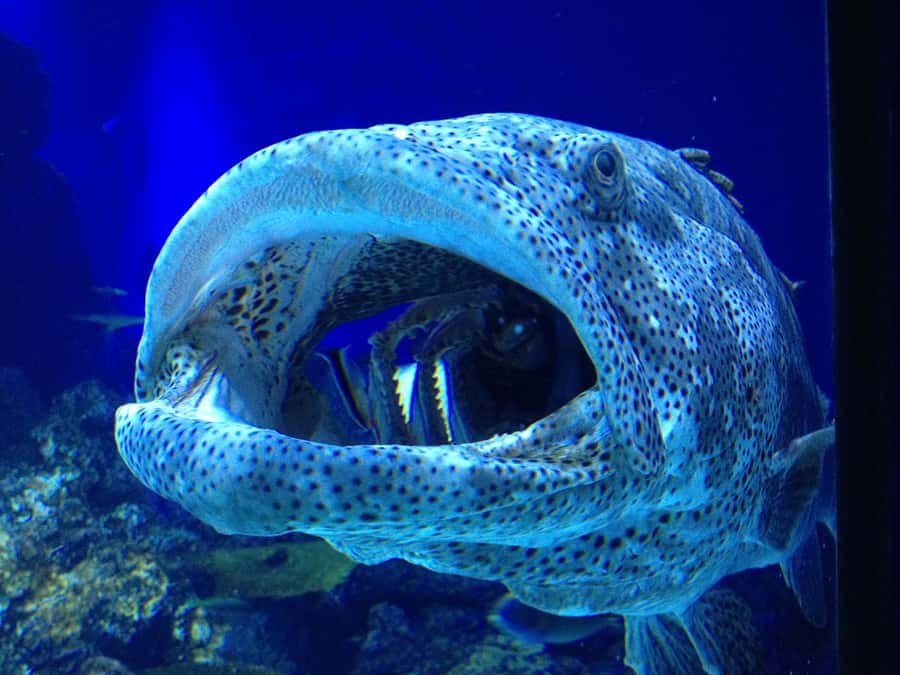 Cairns: Aquarium Guided Twilight Tour with 3-Course Dinner - From rivers and rainforest to mangroves