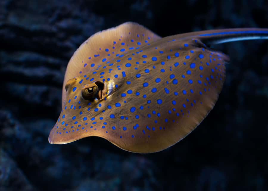 Cairns: Aquarium Guided Twilight Tour with 3-Course Dinner - The guide shapes the whole evening
