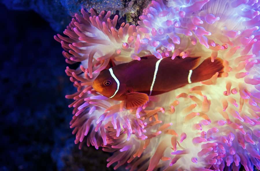 Cairns: Aquarium Guided Twilight Tour with 3-Course Dinner - Is $126 good value?