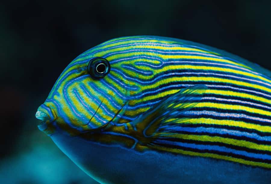 Cairns: Aquarium Guided Twilight Tour with 3-Course Dinner - Who should book this twilight tour?