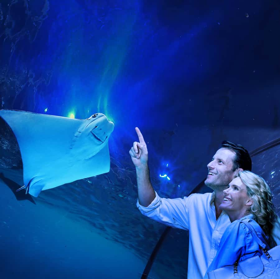 Cairns: Aquarium Guided Twilight Tour with 3-Course Dinner - Beginning at Cairns Aquarium