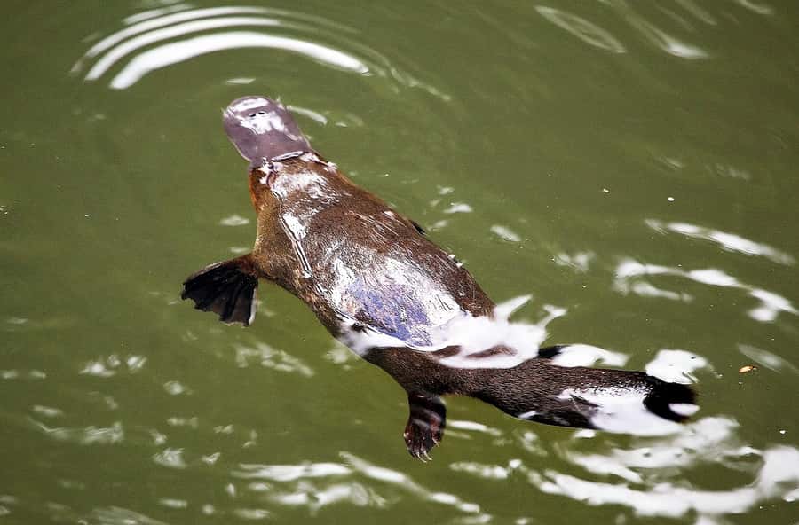 Cairns: Atherton Tablelands Full-Day Adventure - Lunch at the platypus park is the boldest meal