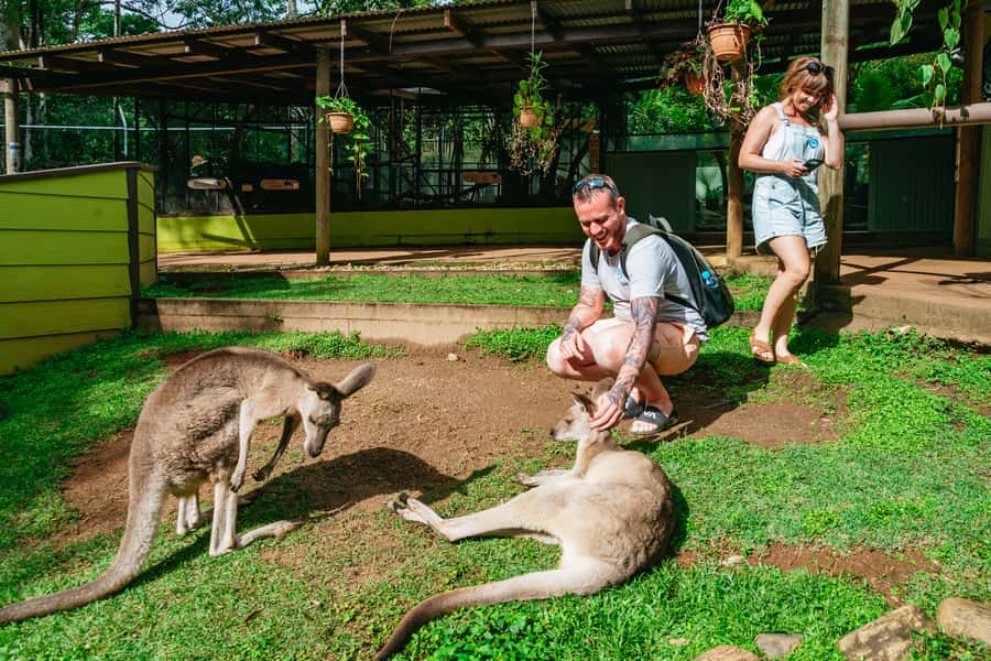 Cairns: Best of the Kuranda Rainforest Full-Day Tour & Lunch - Key points to know before booking