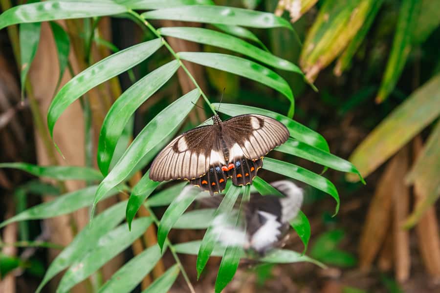 Cairns: Best of the Kuranda Rainforest Full-Day Tour & Lunch - Why this Kuranda day trip works so well