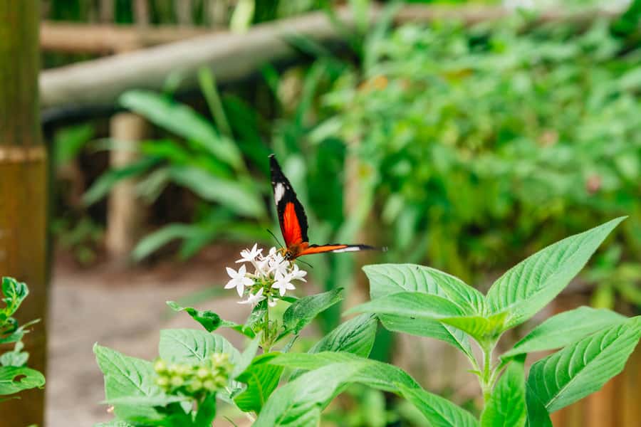 Cairns: Best of the Kuranda Rainforest Full-Day Tour & Lunch - Pamagirri Aboriginal Experience