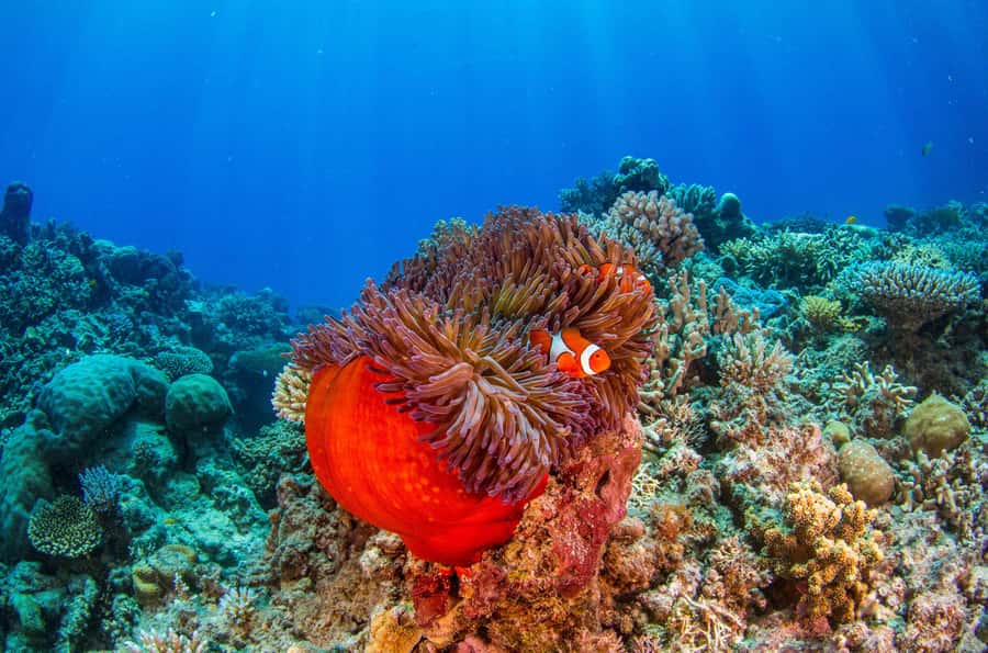 Cairns: Best Value All-inclusive Reef Trip With Scuba Dive - Is the optional second scuba session worth it?
