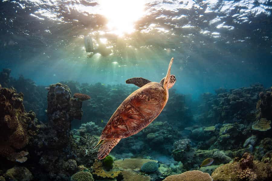 Cairns: Best Value All-inclusive Reef Trip With Scuba Dive - What the crew does well, and where the trip can improve