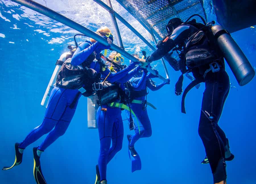 Cairns: Best Value All-inclusive Reef Trip With Scuba Dive - Who should book this reef trip?