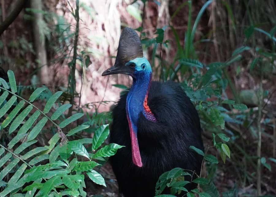 Cairns: Cape Tribulation, Beaches, Crocs & Swimming Day Tour - Lunch and beach time at Cape Tribulation