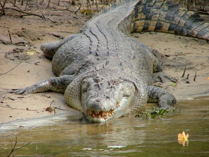 Cairns: Cape Tribulation, Beaches, Crocs & Swimming Day Tour - Scenic stops, rainforest views, and the long road home