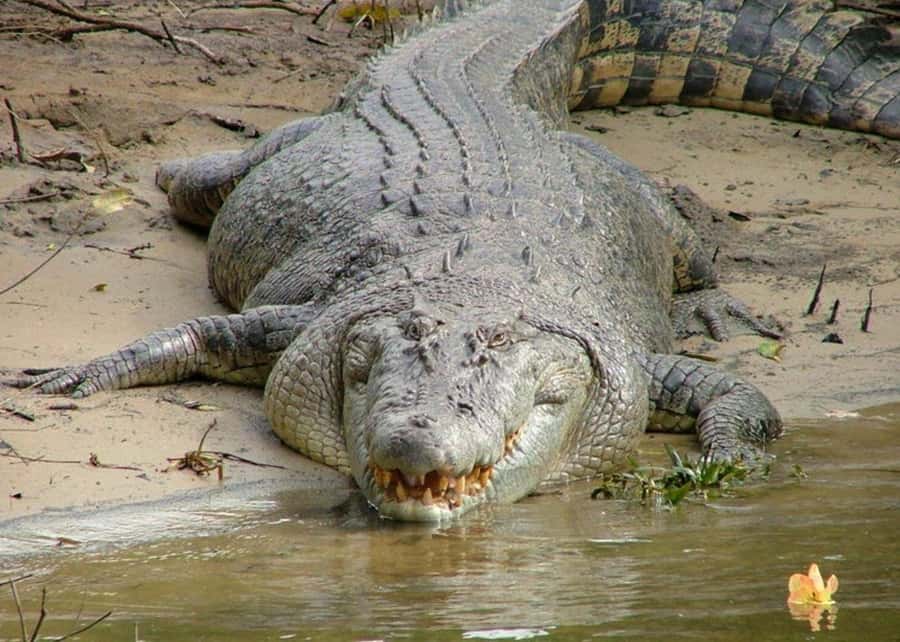 Cairns: Cape Tribulation, Beaches, Crocs & Swimming Day Tour - Leaving Cairns and reaching Port Douglas