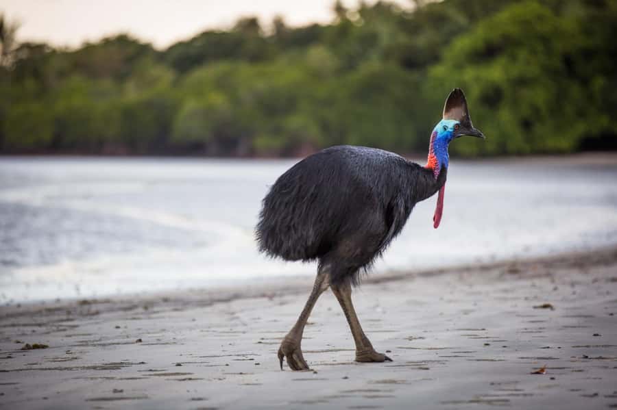 Cairns: Cape Tribulation, Daintree, Mossman and Port Douglas - The day begins along the Coral Sea