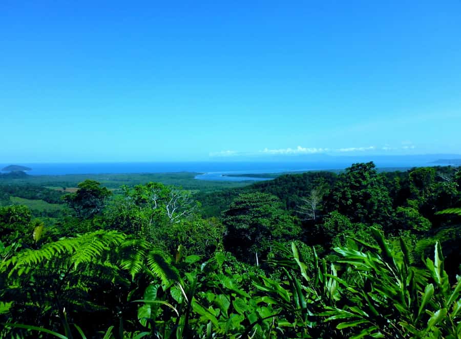 Cairns: Daintree, Mossman Gorge, & Cape Tribulation Day Trip - Crossing the Daintree and entering Cape Tribulation