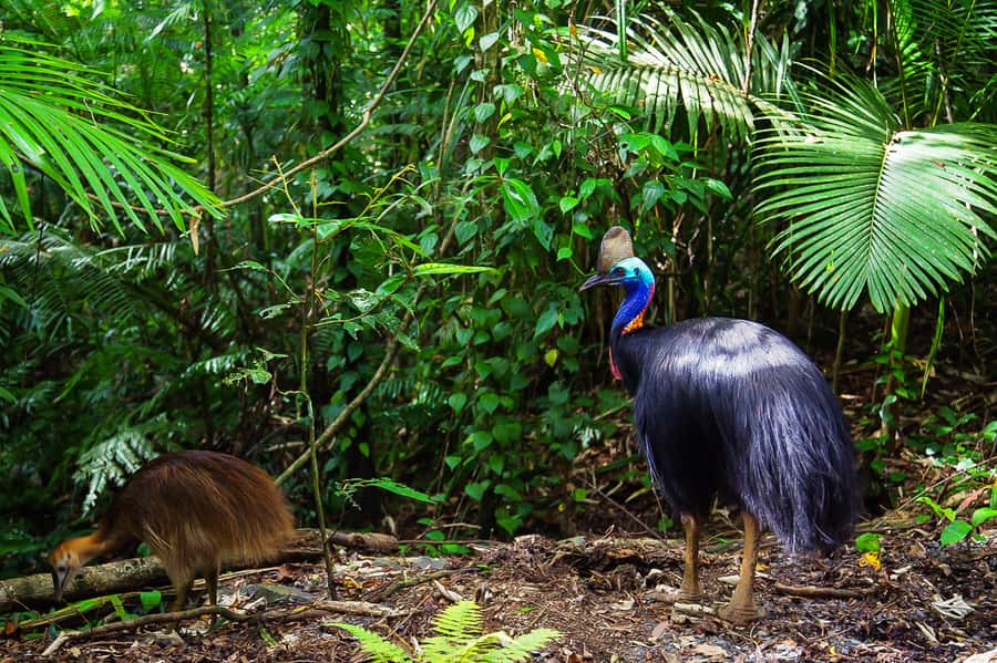 Cairns: Daintree Rainforest and Mossman Gorge Tour - Who should book this tour