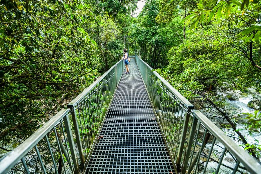 Cairns: Daintree Rainforest and Mossman Gorge Tour - Searching for crocodiles on the Daintree River