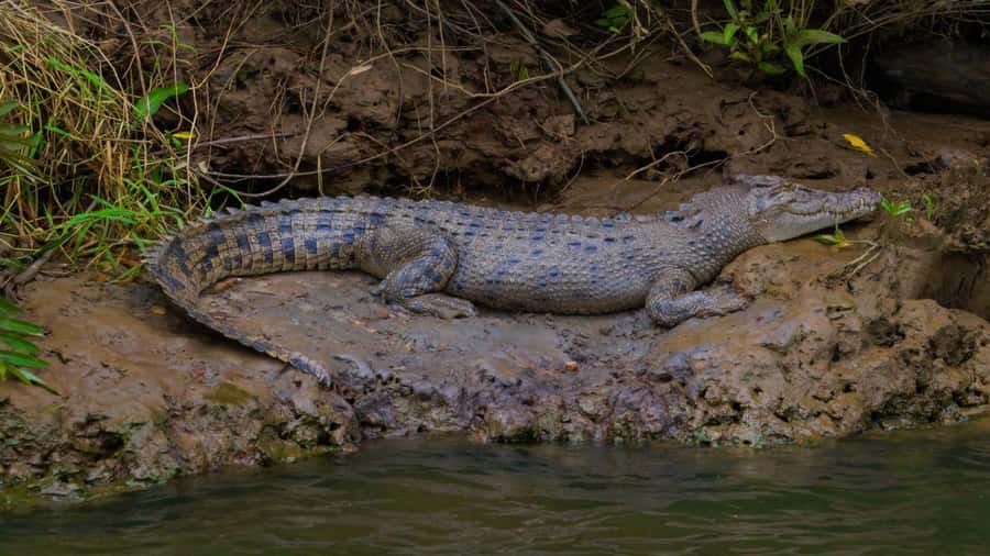Cairns: Daintree Rainforest and Mossman Gorge Tour - What the $145 price really includes