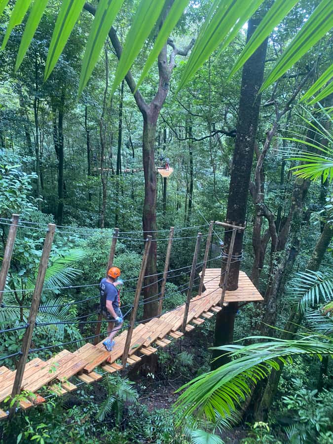 Cairns: Daintree Rainforest Canopy Ziplining Tour - Key points at a glance