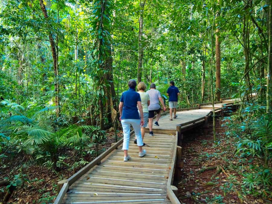 Cairns: Daintree Rainforest Canopy Ziplining Tour - The walk from the road to the treetops