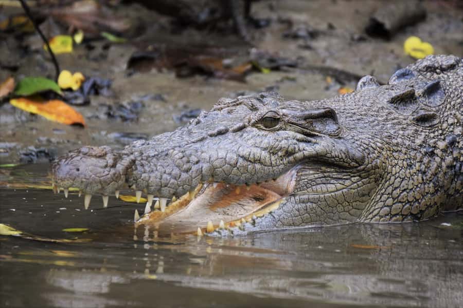 Cairns: Daintree Rainforest Wildlife Experience Cruise - Key points to know before you go