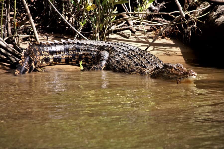 Cairns: Daintree Rainforest Wildlife Experience Cruise - Why this short Daintree River cruise works so well