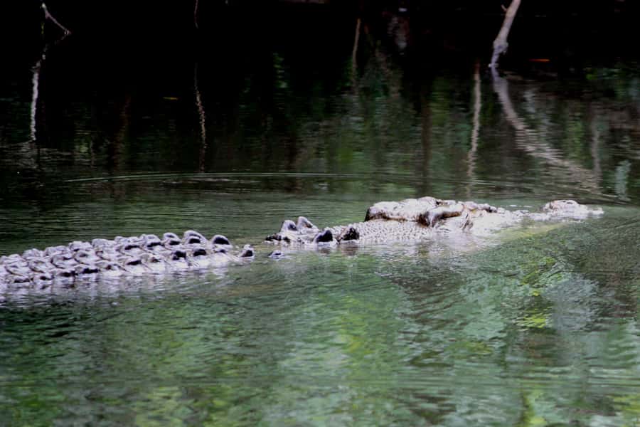 Cairns: Daintree Rainforest Wildlife Experience Cruise - Searching for the estuarine crocodile